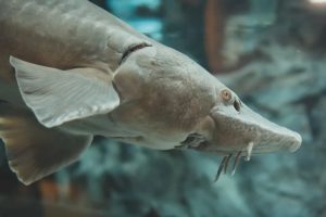 VIDEO| Encuentran cadáver de extraño pez prehistórico en la costa este de Estados Unidos