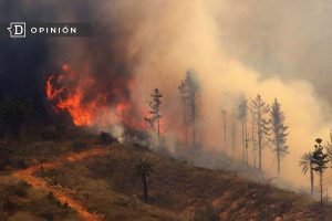 Incendios y falta de diligencia de las empresas forestales