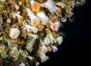 Conoce los corales de agua fría en peligro por actividad salmonera en el fiordo Comau