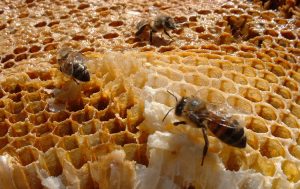 Hasta 40 mil panales quemados por incendios: acciones para el rescate de abejas