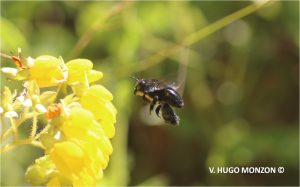 Tres claves para entender por qué las abejas están en peligro en Chile