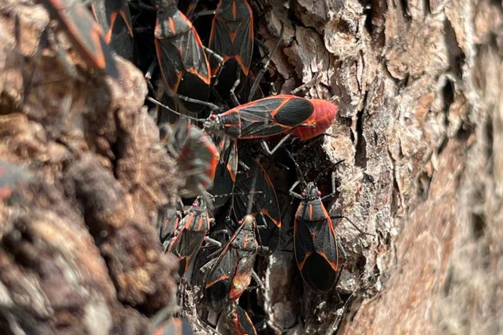 Chinche del Arce: ¿Qué hacer con el insecto que invade la Región Metropolitana?