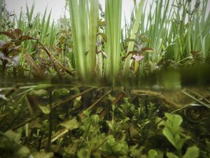 Plantas acuáticas son claves para paliar los efectos del cambio climático