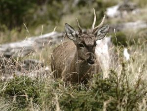 El Huemul: el animal de Chile y Argentina que ha recibido el apodo de "ciervo fantasma"