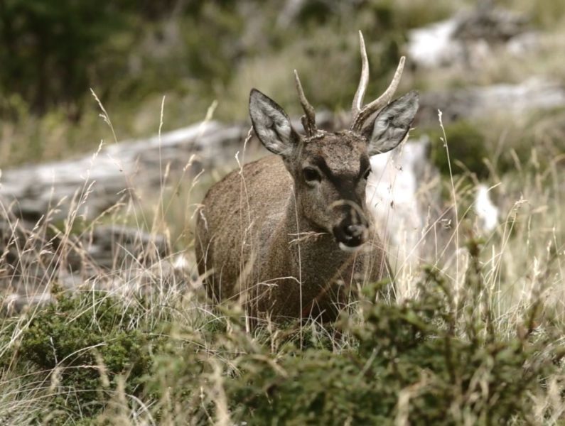 El Huemul: el animal de Chile y Argentina que ha recibido el apodo de «ciervo fantasma»