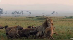 VIDEO| León rescata a su compañero de ser atacado por 20 hienas