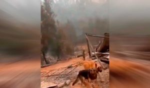 VIDEO| Mujer de Santa Juana llora de emoción al ver que sus perros se salvaron del fuego