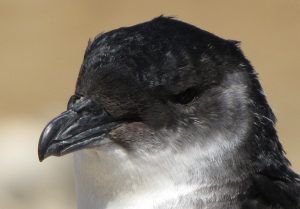 VIDEO| Aves en peligro de extinción mueren enceguecidas por la luz en Chile y Perú