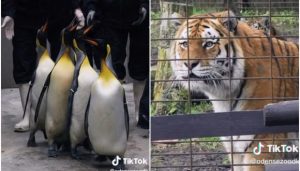 VIDEO| La reacción de un tigre al ver pingüinos por primera vez: "está estupefacto"
