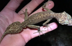 VIDEO| Descubren nueva especie de reptil en Australia