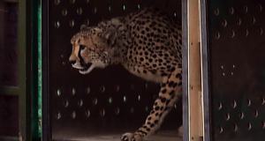 VIDEO| Nacen cuatro crías de guepardo en India tras más de 70 años de extinción en el país