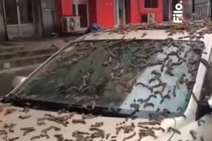 VIDEO| Captan sorprendente lluvia de gusanos en China