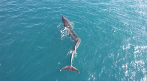 VIDEO| El drama de la ballena que no puede nadar bien por una lesión de columna