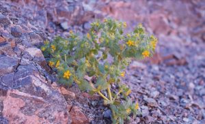 Descubren nueva especie de flor en Atacama: está en peligro por minería