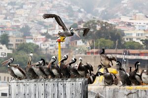 Alerta por gripe aviar: Informan 1535 lobos marinos y 730 pingüinos muertos