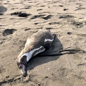 Gripe aviar amenaza al Pingüino de Humboldt: extreman medidas para evitar brote en reserva