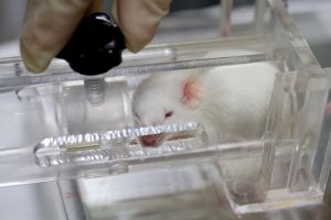 Brasil pone fin a las pruebas en animales para productos cosméticos