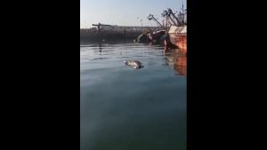 VIDEO| Pescador artesanal muestra lobos fallecidos por influenza aviar en Arica