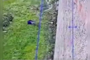 VIDEO | Mafioso italiano escapó de cárcel de alta seguridad usando cuerda de sábanas