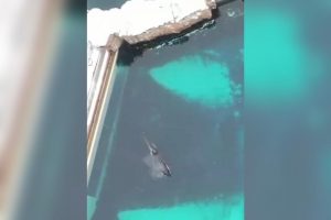 VIDEO | Murió Kiska, la orca más solitaria del mundo: Pasó 12 años aislada en cautiverio