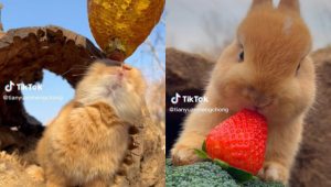 VIDEO| Conejo se vuelve viral en TikTok con 8.7 millones de seguidores solo por comer frutas