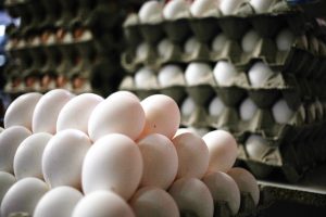 VIDEO| Posible desabastecimiento de huevos y mucha preocupación ante avance de gripe aviar