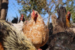 Posible gripe aviar en Universidad de Talca: SAG da detalles sobre mortandad de especies