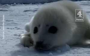 VIDEO| Registro muestra las conmovedoras imágenes de una foca cachorro aferrándose a un buzo mientras el hielo se derrite