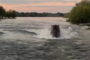 VIDEO| Viralizan registro donde un hipopótamo persigue agresivamente a un grupo de turistas