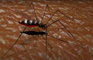 Chile reporta 135 casos importados de dengue: Todas son personas que han viajado recientemente
