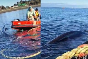 Heroico rescate de ballena de 15 metros atrapada en las cuerdas de un barco en Calbuco