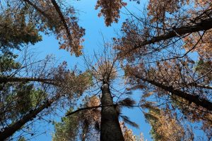 "Vacunan" a bosques nativos del Maule contra la invasión de pinos que los deterioran