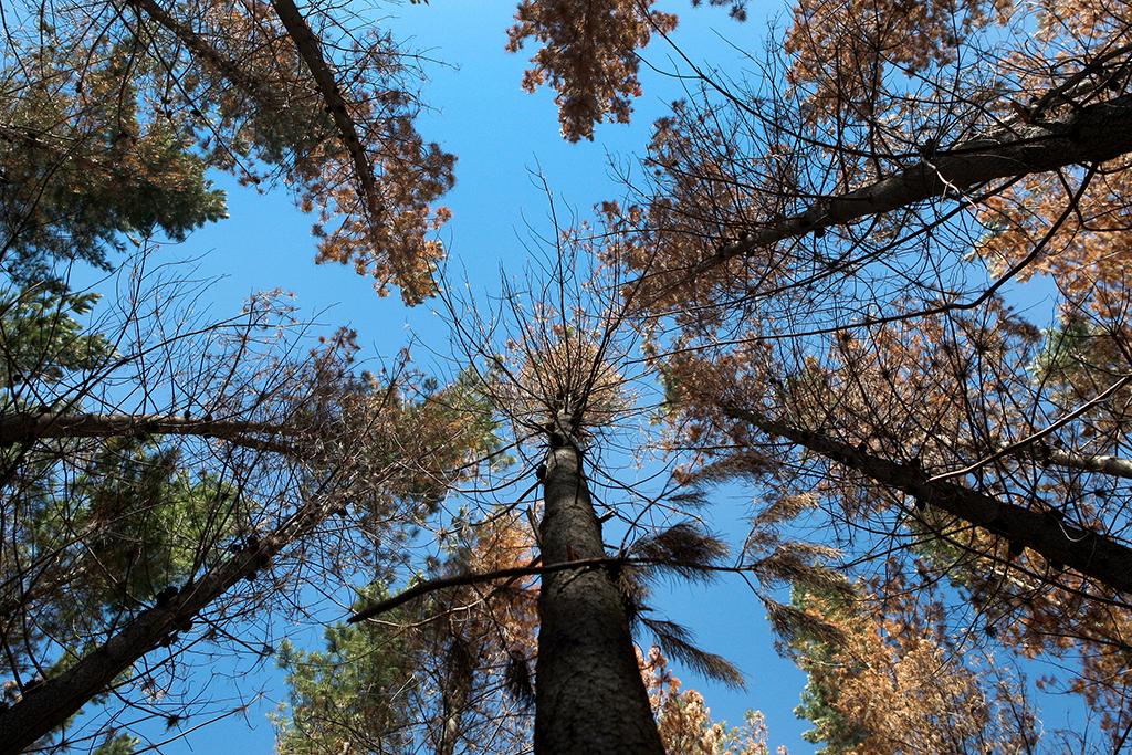 «Vacunan» a bosques nativos del Maule contra la invasión de pinos que los deterioran