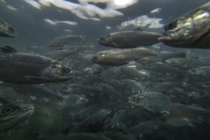 Paradoja salmonera: Acusan asfixia del Gobierno mientras dejan sin oxígeno los mares del sur