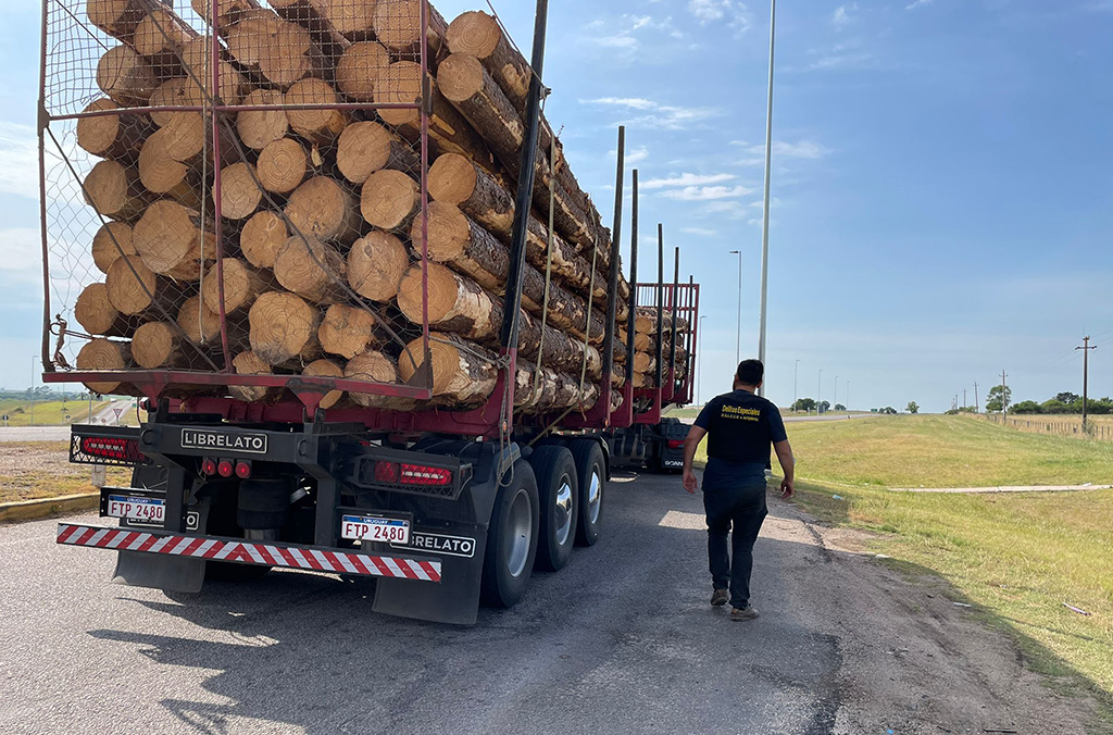 Según la Organización Internacional de Policía Criminal (Interpol), el tráfico de madera mueve alrededor de USD 152 mil millones anuales. 