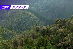 En dos décadas, Latinoamérica perdió en bosques el equivalente a la superficie de Alemania