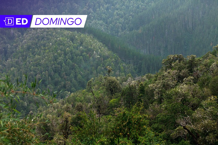 En dos décadas, Latinoamérica perdió en bosques el equivalente a la superficie de Alemania