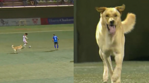 VIDEO| Perro entra a la cancha en pleno partido de Copiapó contra Huachipato y roba un balón