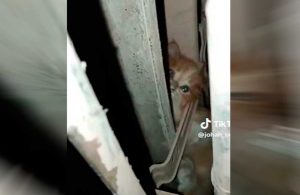 VIDEO| Gatito viaja más de 130 kilómetros escondido debajo de auto: Familia lo adopta