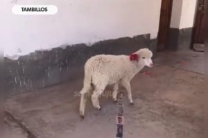VIDEO| "¿Esa es tu mascota?": Niño llevó a su oveja a la escuela para no dejarla sola