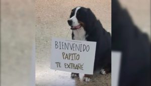 VIDEO| Perro se vuelve viral tras protagonizar emotivo reencuentro con su dueño: lo recibió con un tierno mensaje