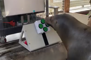VIDEO| Marina de Estados Unidos entrena a leones marinos y delfines para jugar videojuegos