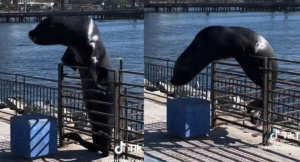 VIDEO| Lobo marino se hace viral tras saltar rejas recién instaladas en Terminal Pesquero de Antofagasta