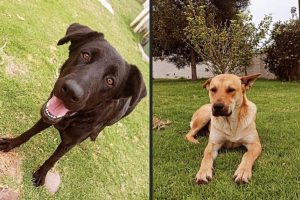 U. del Alba anuncia querella por presunto sacrificio de perros para clase de anatomía