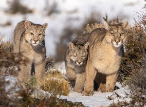 Conoce el autodidacta oficio de los avistadores de pumas en Torres del Paine