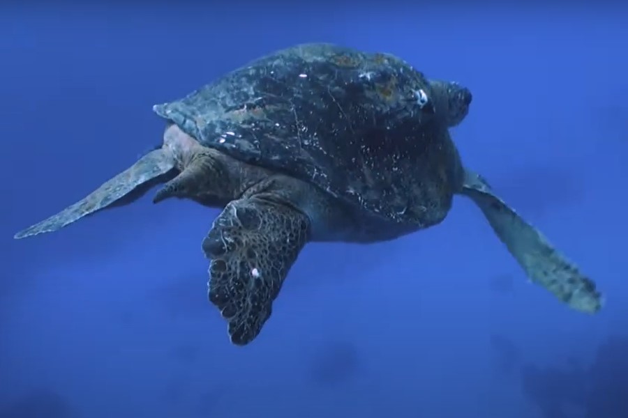 Chile crea una reserva marina protegida en el norte para preservar las tortugas verdes