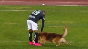 VIDEO| Tierno perro se vuelve viral tras entrar a la cancha en el partido entre Curicó y Palestino