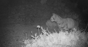 El gato andino habita más al sur de lo que se creía: es avistado en Maule por primera vez