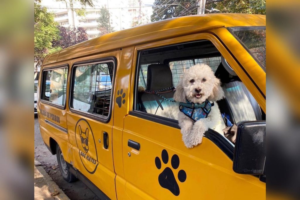 Guardería de perritos chilena: “A la gente le encanta, preguntan cómo se portan los alumnos"