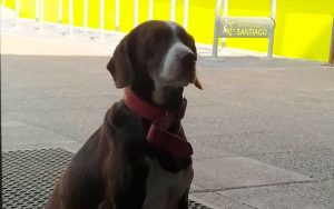VIDEO| Aparece el “perrito de Maipú”: Así fue la historia más viral de las elecciones